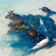 Hundreds of sharks and rays have become tangled in plastic waste in the world’s oceans, new research shows.